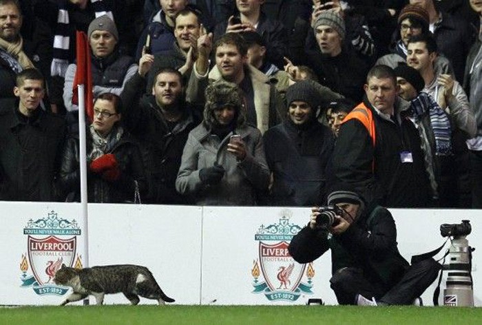 Chú mèo tinh nghịch quấy phá trận đấu giữa Liverpool và Tottenham.